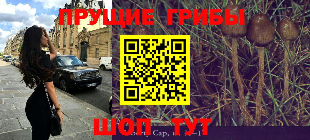 Псилоцибиновые грибы Psilocybe Барабинск